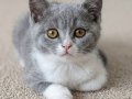 Mükemmel British Shorthair Blue Bicolor Dişi Yavrular 