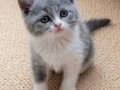 Mükemmel British Shorthair Blue Bicolor Dişi Yavrular 