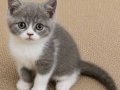 Mükemmel British Shorthair Blue Bicolor Dişi Yavrular 