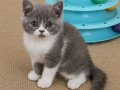 Mükemmel British Shorthair Blue Bicolor Dişi Yavrular 