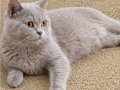 Yetişkin Lilac British Shorthair Kısır Dişi Kedimiz