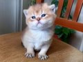 Rezerveye müsait British Shorthair Golden ve Blue Yavrular 