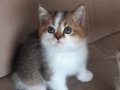 Show Kalite British Shorthair Bicolor Yavrular 