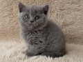 Muhteşem British Shorthair Yavrular 