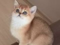 Muhteşem British Shorthair Golden Yavrular 