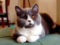 4 yaşında kısır British Shorthair Blue Bicolor Dişi 