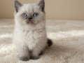 Muhteşem British Shorthair Yavrular 