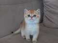 Muhteşem British Shorthair Yavrular 