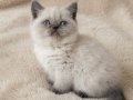 Muhteşem British Shorthair Yavrular 