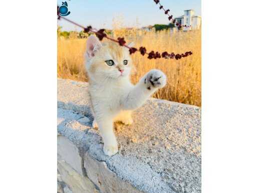 Gold cat erkek ny 12 brigolden yavru