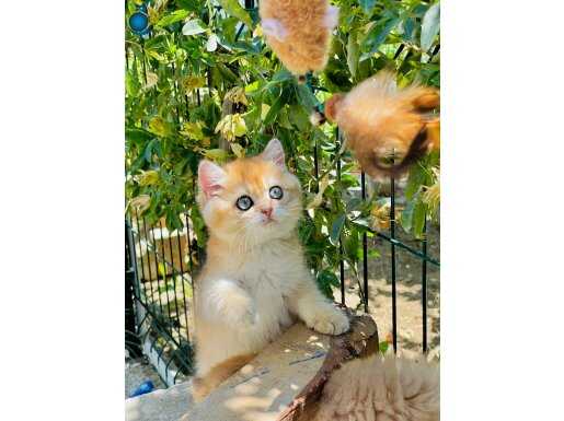 Kürk tip şahane orjınal brigolden erkek Ny 12