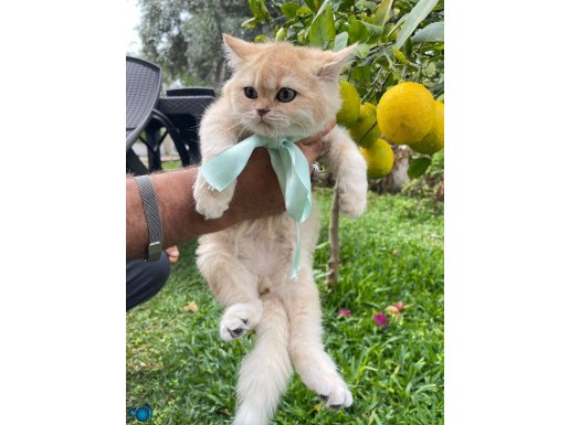 Yeşil gözlü tip kürk harika brıgolden ny12 erkek