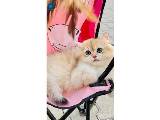 Uzun tüylerde kaybolmak isteyenler için en güzel arkadaş