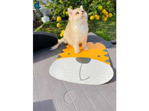 Erkek tip kürk . Harika orj brigolden ny12 