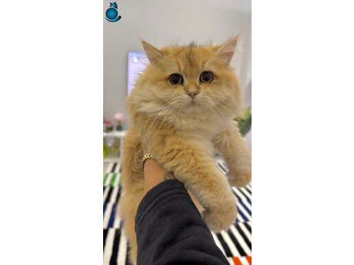 Karakteri Uysal Rengi Harika Kusursuz Safkan Erkek ny12 British Longhair