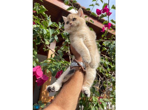 Toparlak sürat, kısa bacak orjınal cıns renklı gözlü erkek