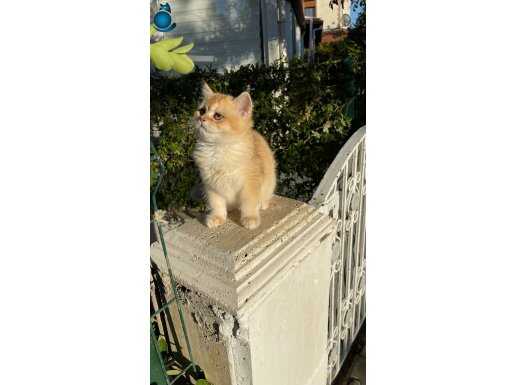 Sakin,renkli gözlü, mis kokulu ny12 oğlan