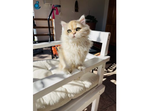 Prenses ny12 longhair orjinal türü