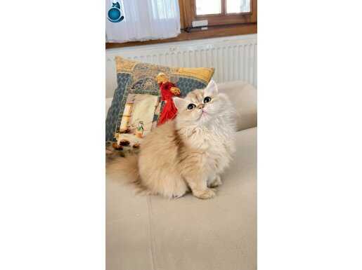 Aslan prenses elâ gözlü pofuduk cana yakin sosyal