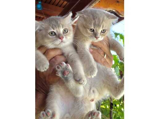Scottishfold/ striğht kardeşler renkli gözlü