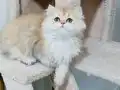 Yeşil gözlü prenses