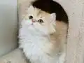 Yeşil gözlü prenses