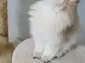 Yeşil gözlü prenses