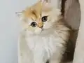 Yeşil gözlü prenses