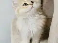 Yeşil gözlü prenses