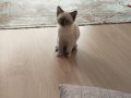 Birman kedisi 