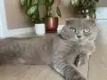 Sahiplendirilecektir En Güzel Rengi