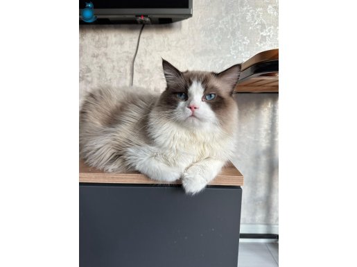 Ragdoll Erkek 1 Yaşında