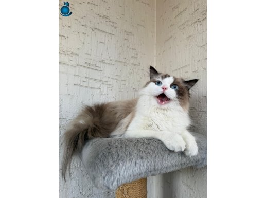 Huyu Dünya Tatlısı Ragdoll Oğlumuz