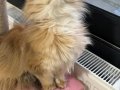 1,5 Yaşında Golden British Longhair Kızım 