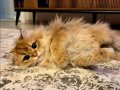 1,5 Yaşında Golden British Longhair Kızım 