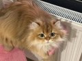 1,5 Yaşında Golden British Longhair Kızım 