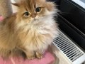 1,5 Yaşında Golden British Longhair Kızım 