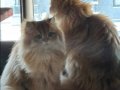1,5 Yaşında Golden British Longhair Kızım 