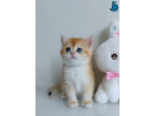 Türünün En Kalitelisi Golden NY12 British Shorthair