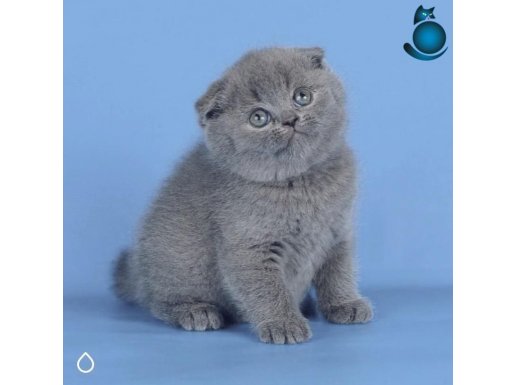 Kulaksız Gri Scottish Fold