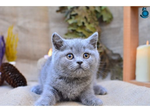 Küt Kafalı Gri British Shorthair