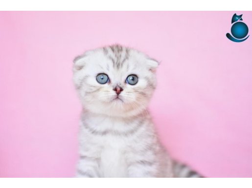 Asil Soydan Silver Scottish Fold