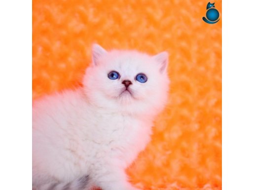 Masmavi NS1133 British Shorthair