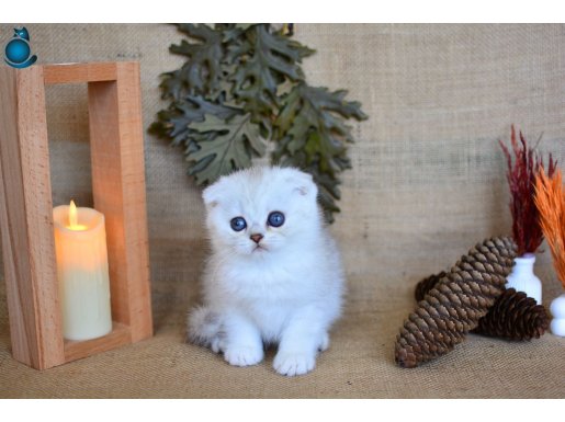 Pamuğumuz Silver Scottish Fold