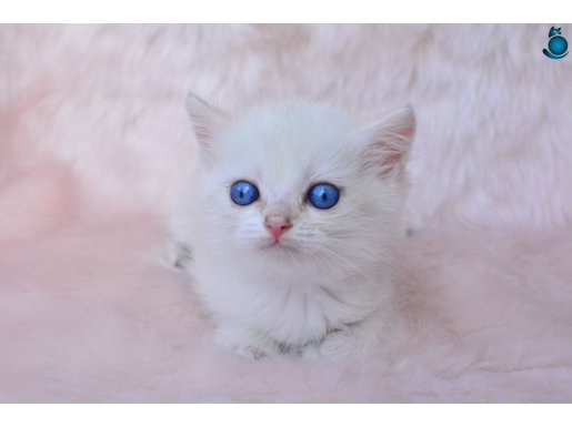 Cam Gözlü NS1133 British Shorthair