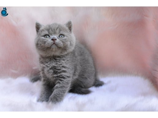 Topaç Kafa Gri British Shorthair