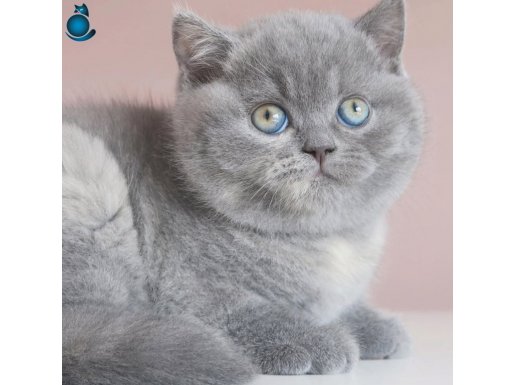Yusyuvarlak Kafa Gri British Shorthair