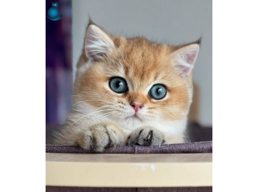 Altın Yavrumuz Golden NY11 British Shorthair