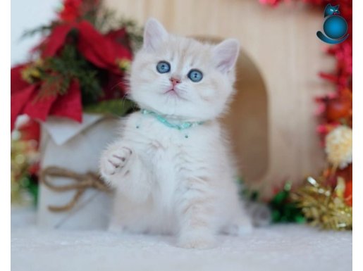 Güneş Sarısı Golden Point NY1133 British Shorthair
