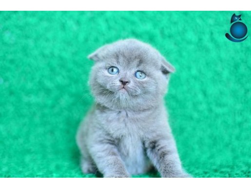 Mükemmel Gri Scottish Fold Yavrumuz